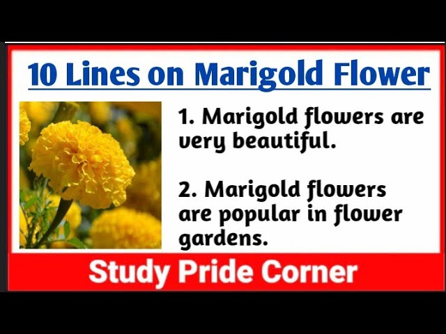 10 Lines On Marigold Flower In English