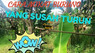 CARA MENGATASI BURUNG YANG SUSAH TURUN,DENGAN TRIK AMPUH 👍