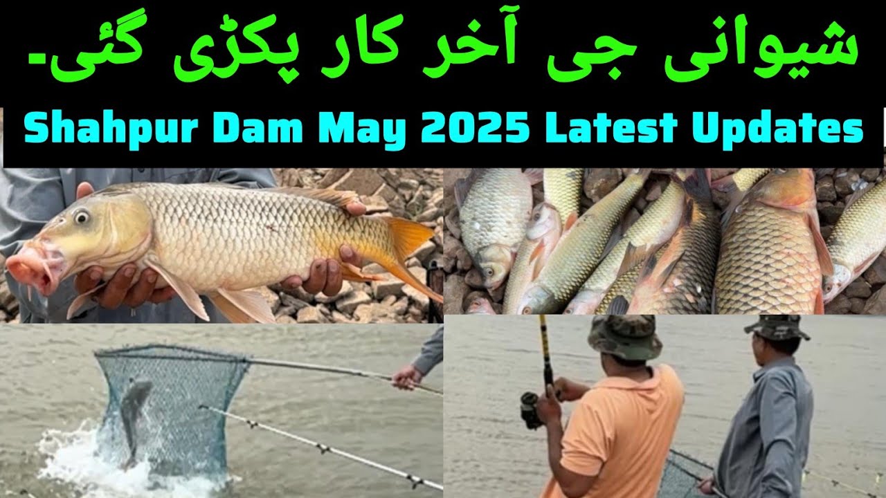Shahpur Dam Fishing Latest Update 2025 | Shivani G ko Pakar liya gaya | Pakistan Zindabad 🇵🇰