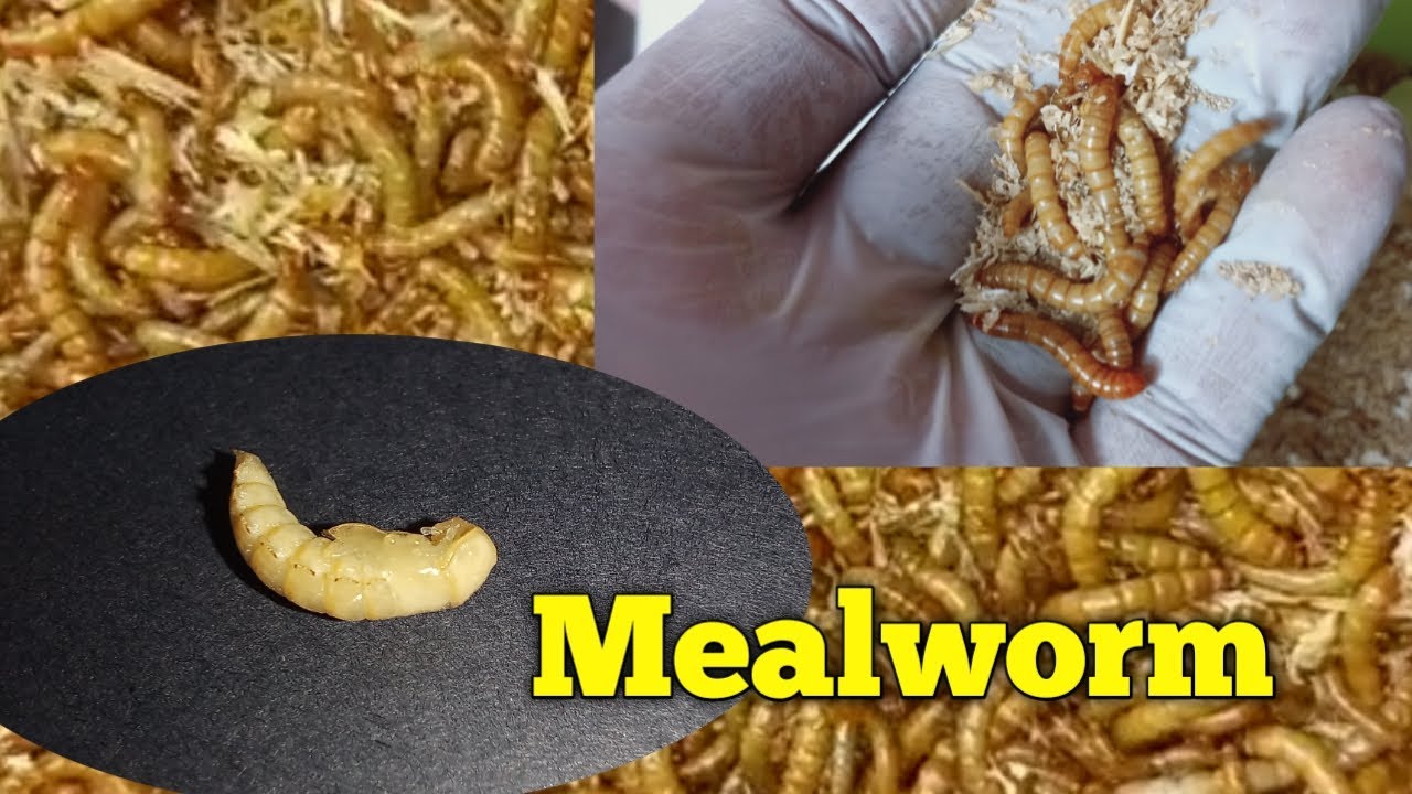 Mealworm update waqarbirds mealworm YouTube