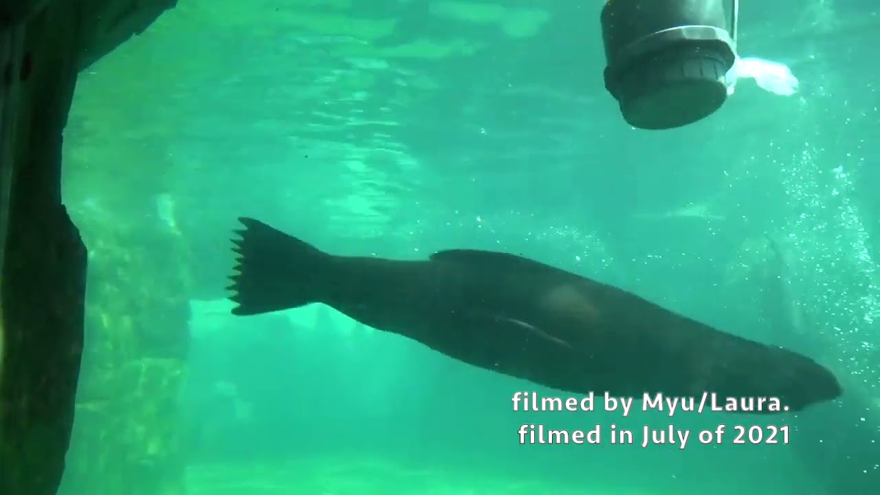 South African Fur Seal at Pairi Daiza in Brugelette