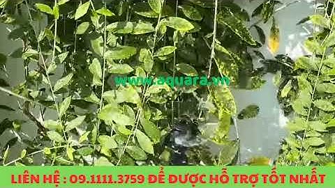 Thi công hệ thống tưới cây sân vườn tự động tại Bà Rịa - Vũng Tàu #shorts