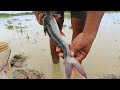 Wow Lucky Day! Catching Plenty of Snakehead, Catfish & Pangasius in Muddy Waters