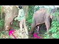 Attempt to save severely injured Elephant from deadly snare | life saving mission