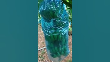 chuối tiêu hồng vườn đẹp 0779335899. 0972180949