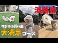 犬と淡路島！ワンコと飼い主どっちも満喫コースはこれだわ…【2026年春】