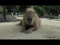 Capybara Sounds!     Aoba sings so beautifully