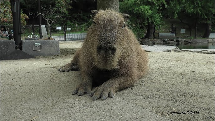 Part 4, Capybaras Fighting SCARY (Kumala vs Savesta) #foryou #fyb #far