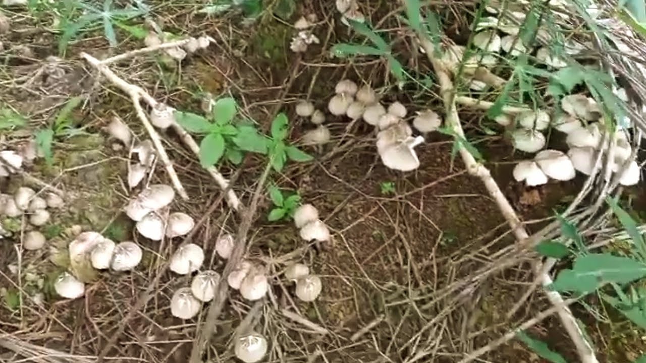 Berburuh jamur barat dan singkong 