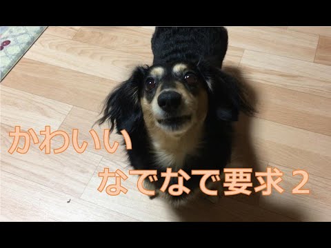 なでなで要求２ ミニチュアダックスフンド Youtube