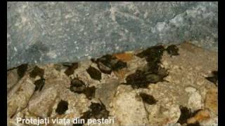 Protejati Viata Din Pesteri V1