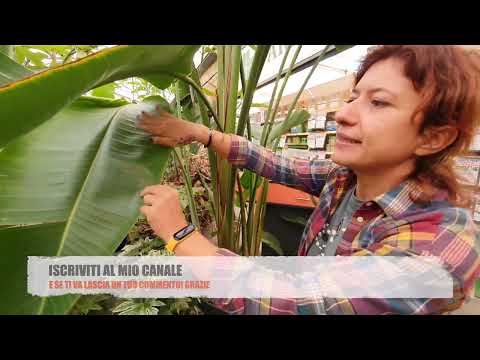 La gigantesca Strelitzia nicolai