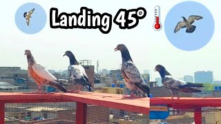 Temperature Ma Baby Pigeon Ki Landing | Hashim Mahmood Pigeons