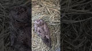 Nighthawk Rescue