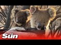 Firefighters give water to thirsty baby koala and mother on Kangaroo Island, Australia