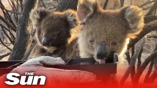 Firefighters give water to thirsty baby koala and mother on Kangaroo Island, Australia