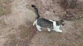 CATS ARE UNPREDICTABLE