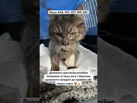 #рекомендації #україна #fypage #animals #catvideos #dogshorts #pets #котики #животные #підписатися