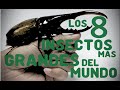 Los 8 Insectos mas Grandes del Mundo !!!!