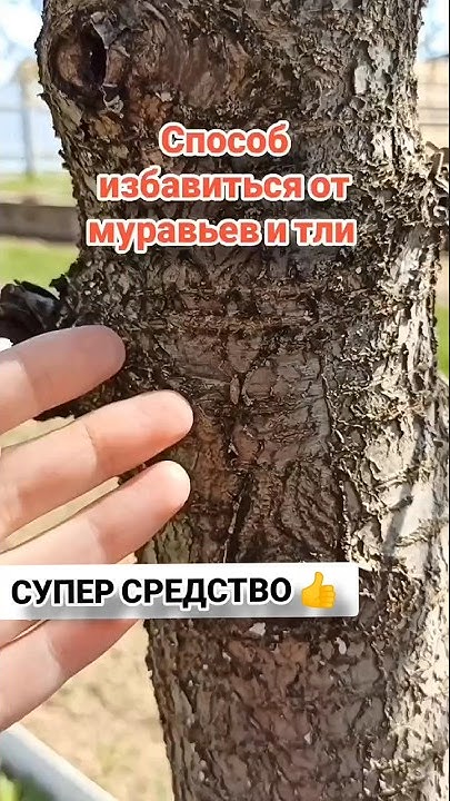 Всего 2 ложки и МУРАВЬИ РАЗБЕГУТСЯ НАВСЕГДА👍Супер СРЕДСТВО ОТ ТЛИ и ...