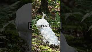 Nature’s Most Beautiful Secret: The White Peacock! 🦚✨#WhitePeacock #NatureBeauty #RareBirds