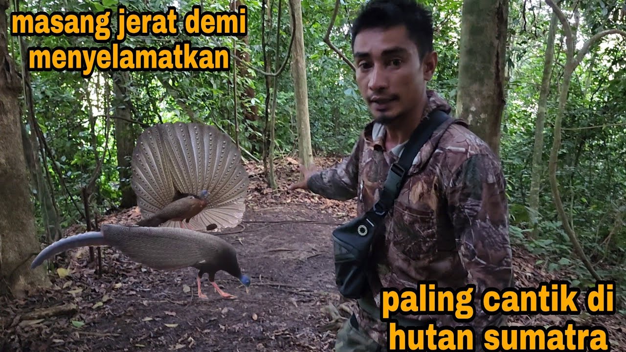 Nekat masuk demi menyelamatkan burung kuwau raja
