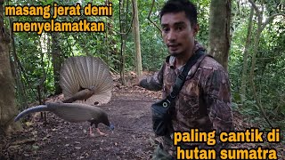 Nekat masuk demi menyelamatkan burung kuwau raja