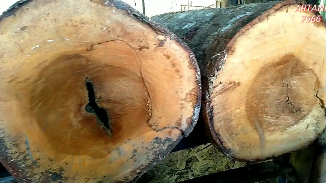 2 BATANG KAYU TERAF BESAR ‼️ SIMAK TERUS PROSESNYA 