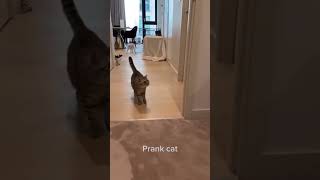 prank with dog and cat by tiger. #viral #india #youtubeshorts #like #ipl #prank #dog #cat #subscribe