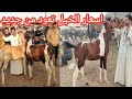 اسعار الخيل تعود من جديد بعد غياب واسعار الفلاوي الفلس طيني والبلدي الجر والركوب وتغطيه كامله 