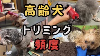 高齢犬（老犬）のトリミング頻度はどうしたら良い？月1は多い？負担の少ないトリミングとは