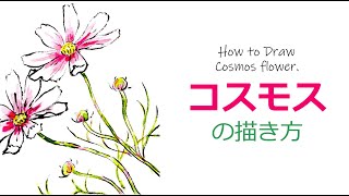 コスモスの簡単な描き方１ 無料動画 ガーデニングの絵手紙スケッチ 9月 10月 11月 秋の花の描き方 秋桜 絵手紙教室くぼ田