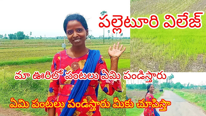 పల్లెటూరి విలేజ్ నేను మీకు మా ఊరిలో పంటలు ఏమి పండిస్తారు మీకు చూపిస్తా