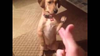 Dog Plays Dead! "Original Vines #149"
