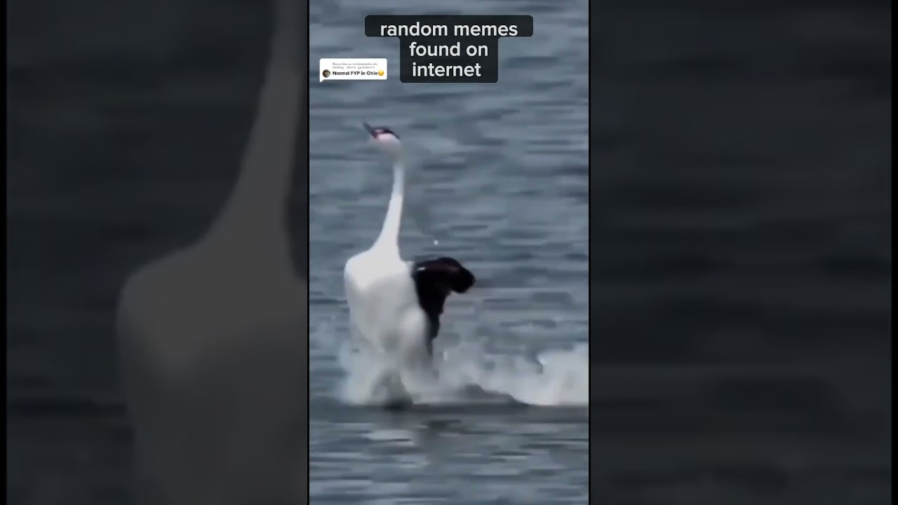 random memes found on internet p1 