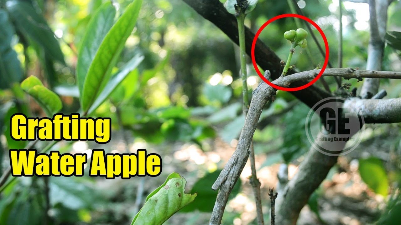 Grafting Water Apple Fruit Tree Time After Time YouTube