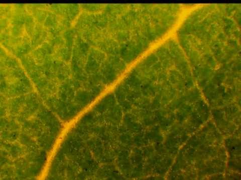 A Leaf Through A Microscope Youtube A Leaf Through A Microscope Youtube