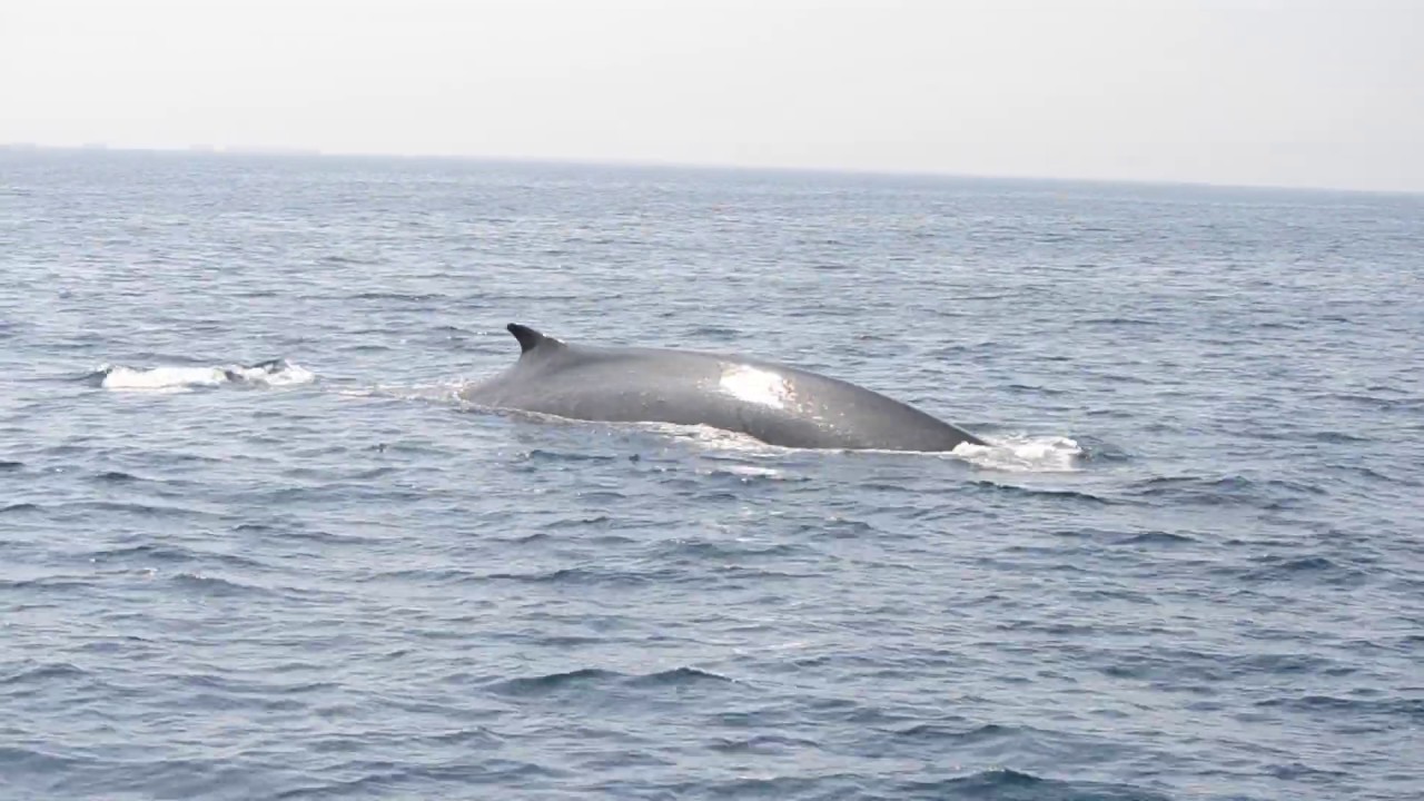 Rorcual común Respirando | Fin whale Breathing  - Associació Cetàcea #CostaGarraf