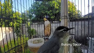 Pancingan Burung Opior JAmbul Muda Belajar Bunyi Biar Cepat Ngeplong - Suara Prenjak Daun Lombok