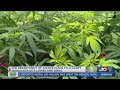 Nbc 10 news today biden administration plans to classify marijuana as a lowerrisk drug