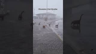 Real Dinosaurs caught on camera?📸🤯 #interestingfacts #ourplanet #ads #shorts