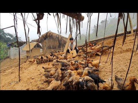 Set up a Chicken Farm in the Forest, Add 200 chickens, Building Life, Episode 99