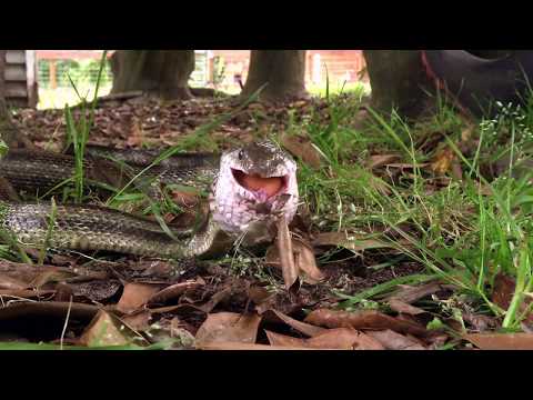 Snake Eating An Egg Time-Lapse
