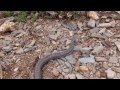 Escurçó, Vipera Aspis al Montseny. controldeplagues.cat