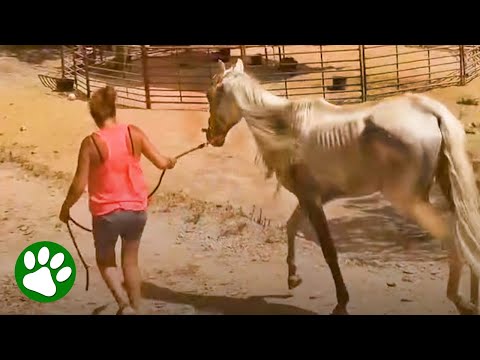Starving horse's remarkable