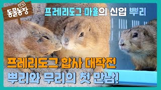 프레리도그 합사 대작전, 뿌리와 무리의 첫 만남 #TV동물농장 #AnimalFarm #SBSstory