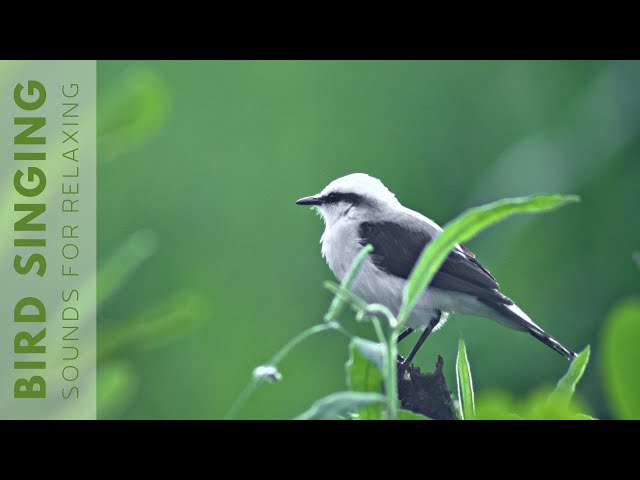 Nature Sounds Birds - Relaxing Nature Sounds - 24 Hour no ads class=