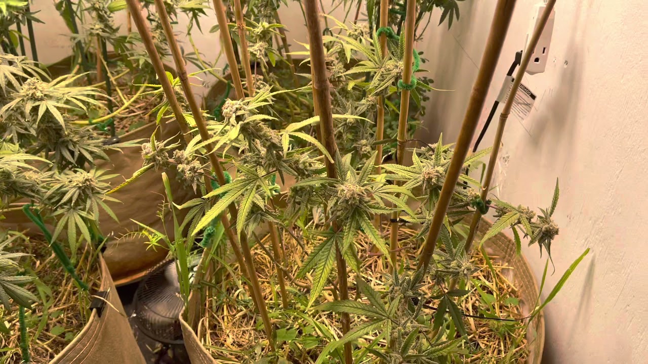 1st round Living Soil Day 54 Flower