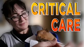 Guinea pig care critical care feeding and tips to help your sick guinea pig