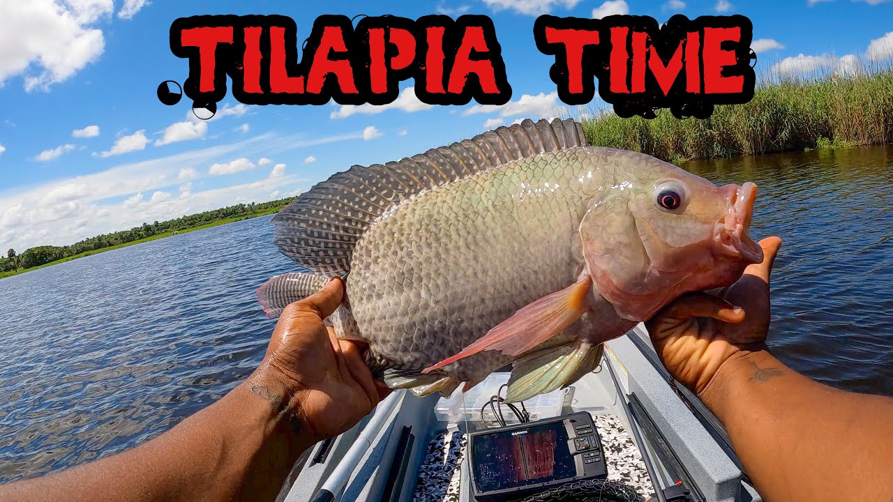 HUGE TILAPIA CAUGHT ON WORMS YouTube